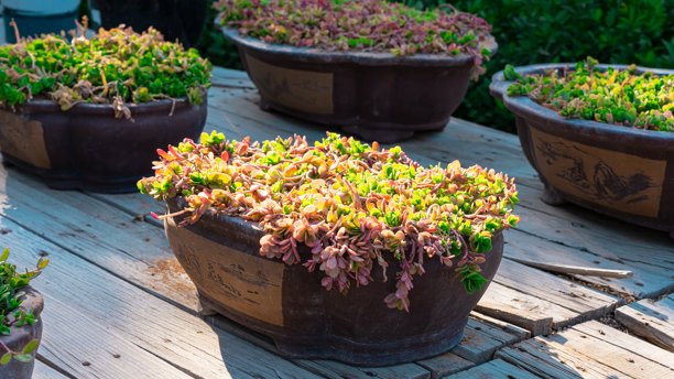 花园中的植物和仙人掌。高质量照片图片下载