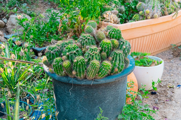 花园中的植物和仙人掌。高质量照片图片下载