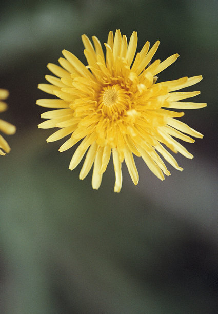 春天的植物用老式胶卷拍摄的彩色照片图片下载