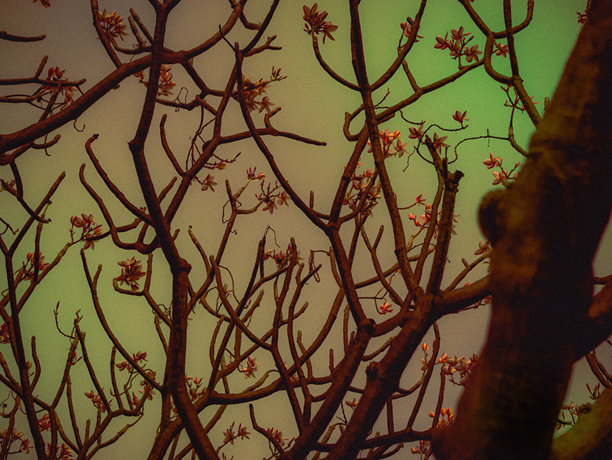 树枝和叶子的抽象艺术照片，适合用作背景。图片下载