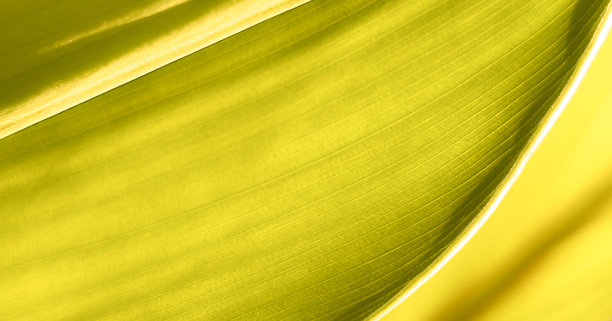 特写镜头展示了一片明亮黄色叶子的复杂脉络和纹理表面。高档现代明亮优雅的照片，适用于横幅、海报和壁纸设计的背景。图片下载