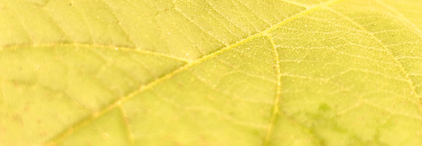 黄色叶子的特写，展示了叶片表面的复杂脉络和纹理。高档现代明亮优雅的照片，适用于横幅、海报和壁纸设计的背景。图片下载