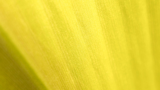 绿色叶子的纹理表面的细致微距照片，展示了其平行的叶脉和细微的色彩变化。图片下载