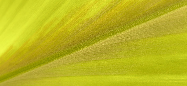 宏观摄影展示了生动绿色叶子复杂的脉络和纹理表面。自然优质照片适合清新现代的背景。图片下载