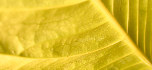 特写镜头展示了一片鲜艳黄色叶子的复杂脉络和纹理。高档现代明亮优雅的照片，适合用作横幅、海报和壁纸设计的背景。图片下载