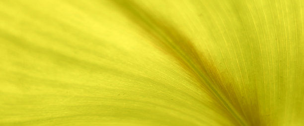 特写镜头展示了一片浅绿色叶子的细致纹理和脉络。高档现代明亮而优雅的照片，适用于横幅、海报和壁纸设计的背景。图片下载