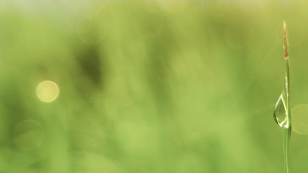 一滴露珠在草叶上闪烁，捕捉自然小细节的美。特写绿色叶子背景照片，带有柔和的散景效果。图片下载