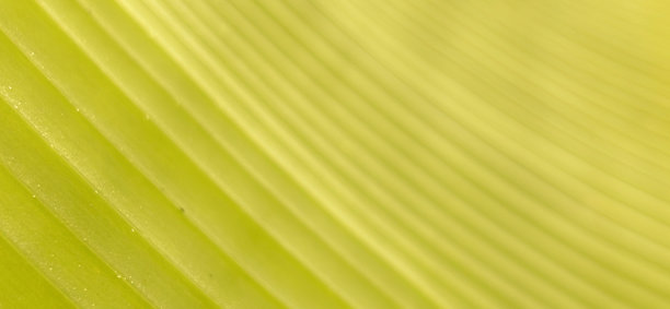 特写照片展示了一片绿叶表面的细致纹理，叶脉呈对角线排列，并有微妙的光线反射。图片下载