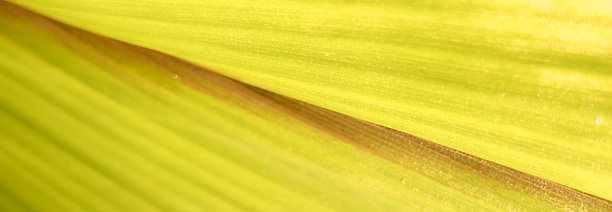 特写镜头展示了一片绿黄相间的叶子的纹理和脉络。高档现代明亮优雅的照片，适合用作横幅、海报和壁纸设计的背景。图片下载