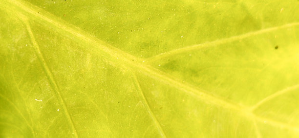 特写照片展示了生动绿色叶子的复杂脉络和纹理表面。高档现代明亮优雅的照片，适用于横幅、海报和壁纸设计的背景。图片下载