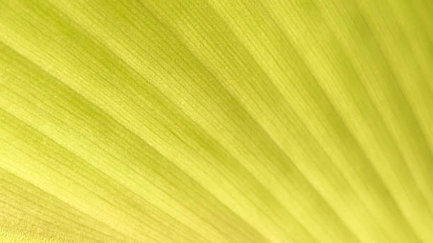 特写照片展示了一片绿色叶子的纹理表面及其平行的叶脉。自然优质照片适合清新现代的背景。图片下载