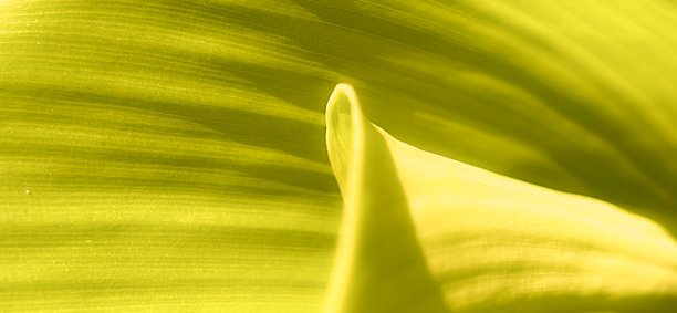 绿色叶子的细致特写，展示其复杂的脉络结构和鲜艳的色彩。高品质现代明亮优雅的照片，适用于横幅、海报和壁纸设计的背景。图片下载