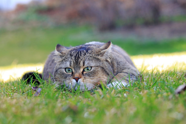 一只小胖猫耳朵贴着头，平躺在地上，准备发动攻击的搞笑照片图片下载