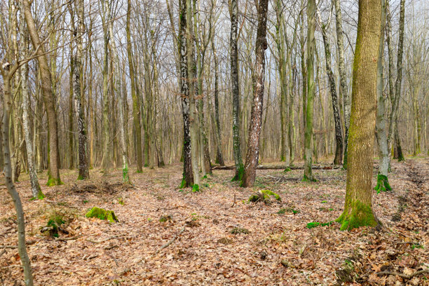 这张照片展示了一片森林场景，高耸的光秃树木向上伸展。树皮呈现出不同的灰色和棕色阴影，部分树干上可见绿色苔藓。图片下载