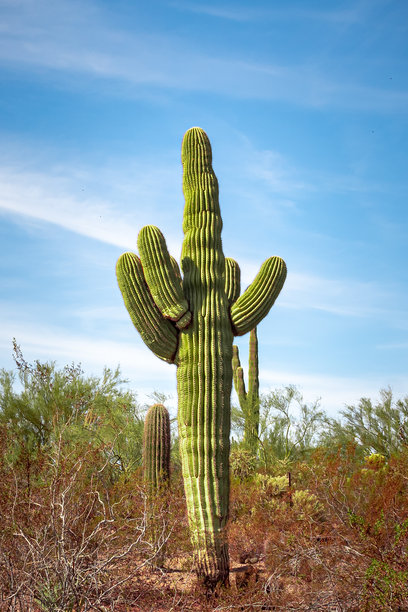 凤凰亚利桑那州索诺兰沙漠植物园中的大卫仙人掌在田野中。照片拍摄于晴朗的日子。图片下载