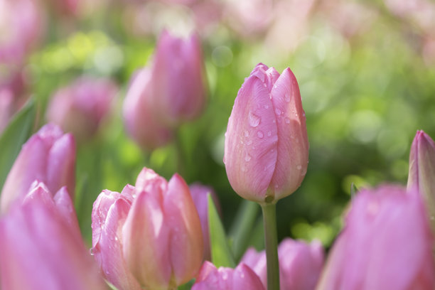 美丽多彩的郁金香背景素材图片下载