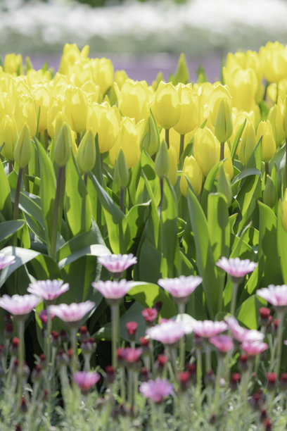 美丽多彩的郁金香背景素材图片下载