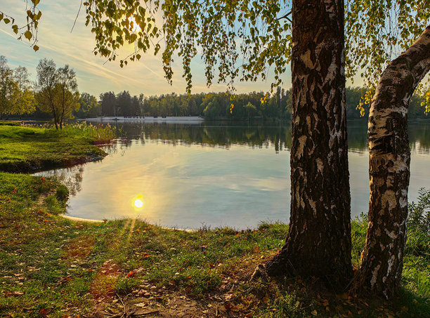 湖边的两棵白桦树，草地上的落叶，水中的倒影，以及夕阳映照在多彩的天空和水面上。秋天。俄罗斯。下诺夫哥罗德。斯维特洛亚尔斯科耶湖。2024年9月。照片。图片下载