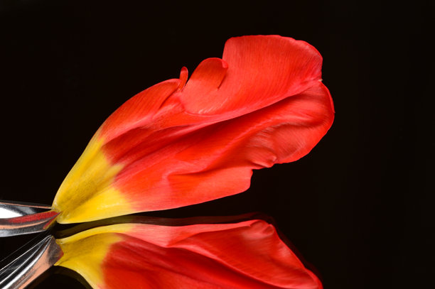 红色花瓣镊子的反射创意照片图片下载