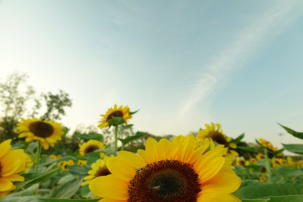 阳光明媚的向日葵田。背景是向日葵的照片。向日葵是像阳光一样的花朵。图片下载