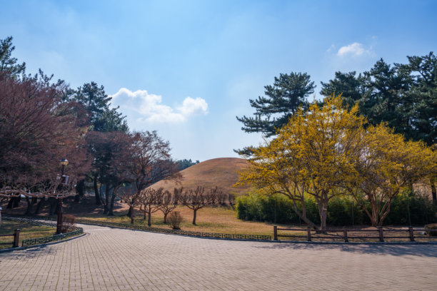 春天三月，庆州大陵苑，朝鲜王朝一位新罗国王的墓地景色，腊梅树上盛开着黄色花朵。图片下载