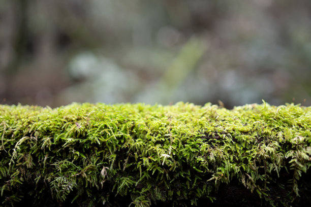 加利福尼亚森林中覆盖苔藓的树木围栏特写照片图片下载