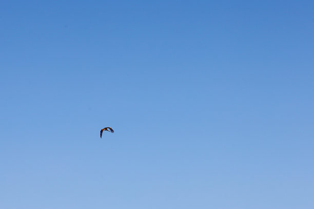 这张照片描绘了一只孤独的小鸟在无尽的蓝天中飞翔。小鸟的轮廓在明亮清澈的天空中几乎不可见。图片下载