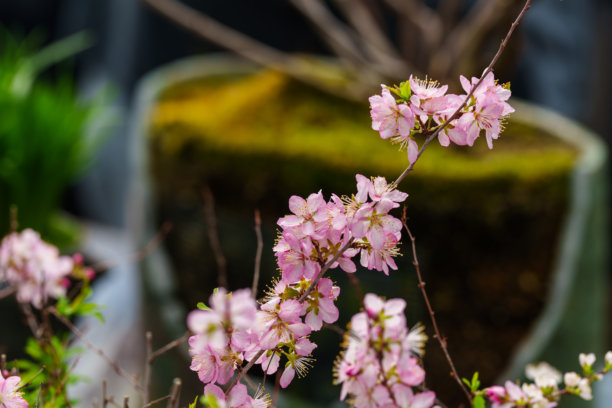 盛开的粉色日本樱花特写照片图片下载