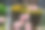 盛开的粉色日本樱花特写照片图片下载