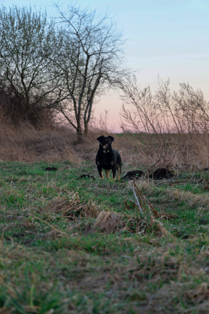 这张照片描绘了一只在日落时分站在田野里的狗。这只狗有深色，几乎是黑色的毛发，直立着，正看着镜头。图片下载