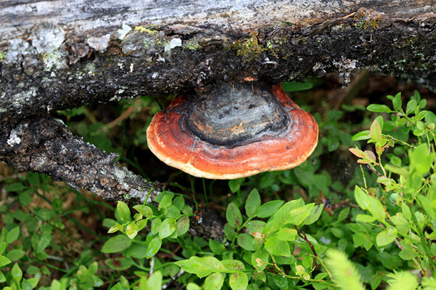 火把菌（fomitopsis pinicola）蘑菇的特写照片图片下载
