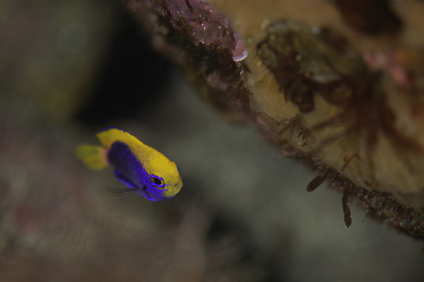 美丽的野生鱼类（小丑鱼）在蓝色海洋中游泳的照片图片下载