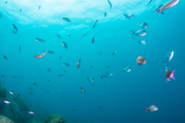 阳光照耀下的动态海底风景照片图片下载