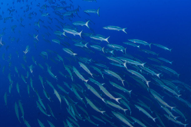 奇妙而动感的水下照片，展示了蓝色海洋中鱼群（梭鱼）翩翩起舞。图片下载