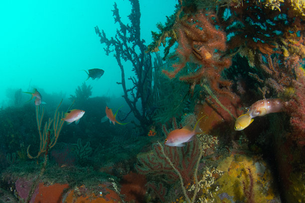 美丽的野生鱼类（樱桃鲈鱼）在蓝色海洋中游泳的照片图片下载