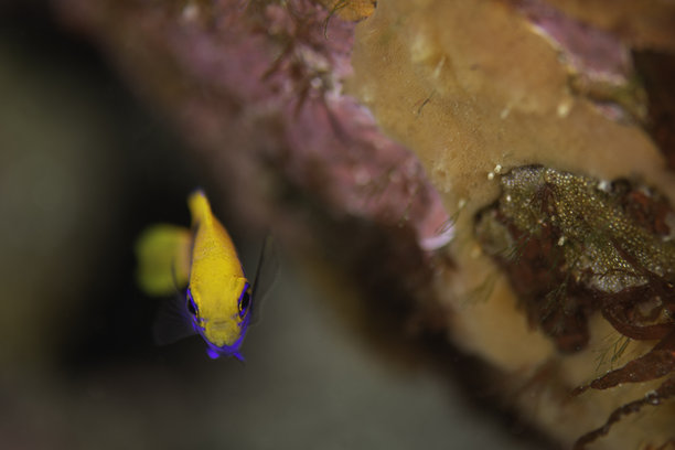 美丽的野生鱼类（小丑鱼）在蓝色海洋中游泳的照片图片下载