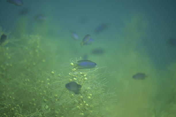 美丽的野生鱼类（小丑鱼）在蓝色海洋中游泳的照片图片下载
