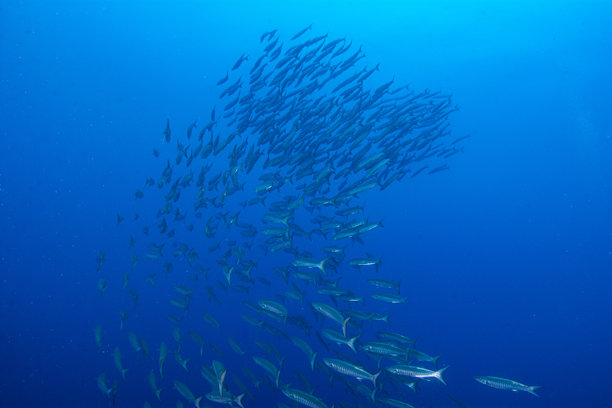 奇妙而动感的水下照片，展示了蓝色海洋中鱼群（梭鱼）翩翩起舞。图片下载