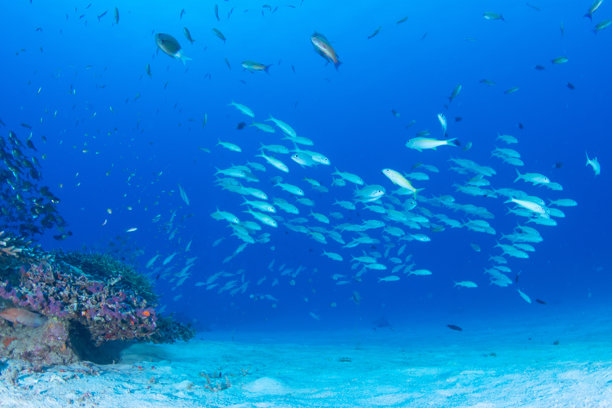 奇妙而动感的水下照片，展示了鱼群在蓝色海洋中翩翩起舞。图片下载