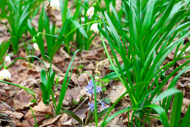 这张照片捕捉到了春天花朵在落叶中生长的特写。在前景中，可以看到长而细的明亮绿色草叶。图片下载