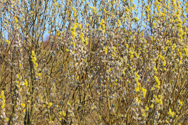 一张特写照片，展示了带有黄色和灰色猫耳的柳树灌木。猫耳密集地覆盖在树枝上，形成了生动而有纹理的图案。图片下载