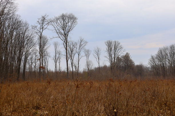 这张照片捕捉了一个阴郁的冬季风景，前景是一片干枯的草地。草是棕色的，形成了一个有质感的地毯。背景中可以看到光秃秃的树木，表明这是冬季。图片下载