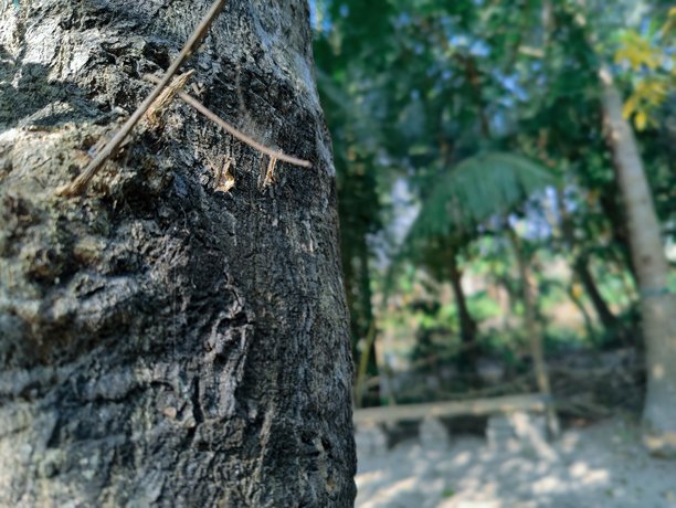 古老而巨大的树干位于森林中。树干特写照片。树皮纹理。图片下载