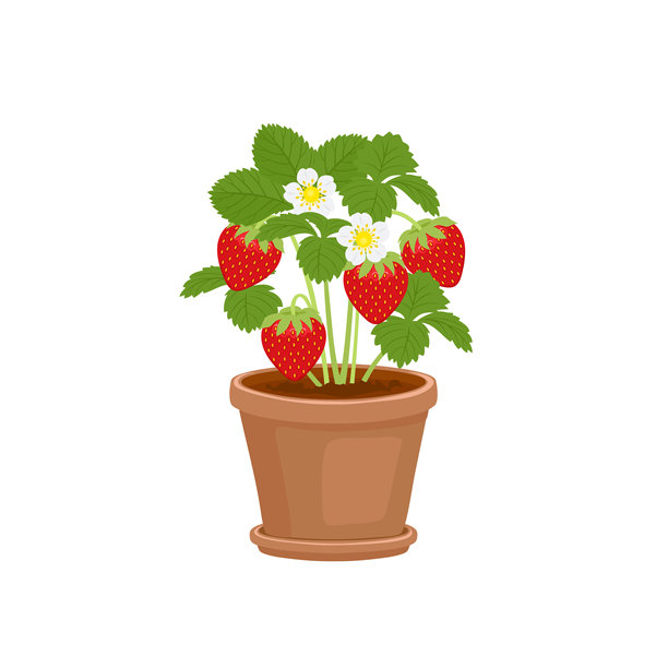 带有红色浆果和花朵的草莓植物盆栽。矢量卡通平面插图。图片下载