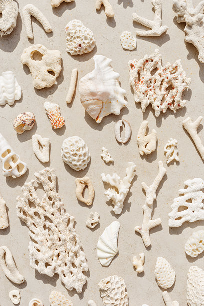阳光下的海贝壳、珊瑚和海石的阴影，自然照片中白色贝壳和珊瑚碎片散落在浅米色混凝土上，简约单色的垂直图案，中性色调的柔和色彩。图片下载