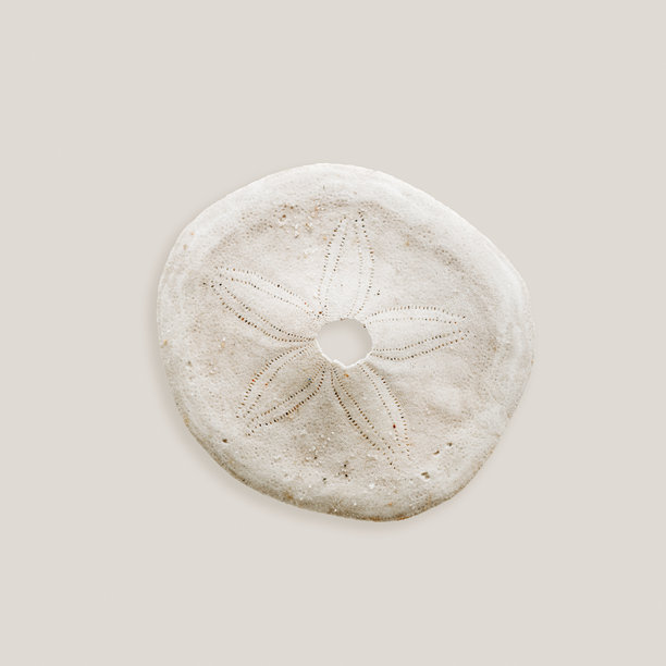 极简风格的照片，展示海胆或沙美元的骨骼，海洋美学的俯视图，米色单色静物，具有有机形状和纹理细节。夏季自然灵感卡片，中性色调。图片下载