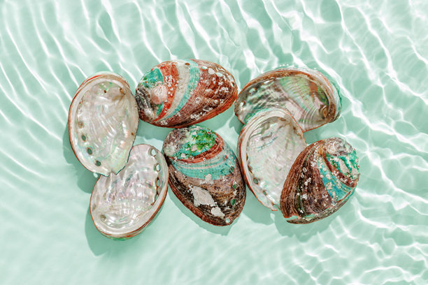 彩色贝壳漂浮在波浪起伏的绿色蓝色海水中，阳光闪耀。自然质感的贝壳在阳光下明亮而闪烁，极简美学静物照片，夏日氛围。图片下载
