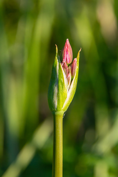 但木香花，巴赫迪亚，微距照片，森林睡莲花，夏季春季，植物学，粉色背景图片下载