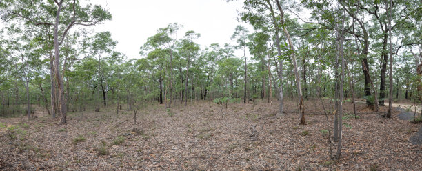 一幅宏大的全景照片展示了典型于新南威尔士州诺拉附近的库伦德尔营地地区的郁郁葱葱的澳大利亚森林，展现了高耸的桉树、茂密的灌木丛和宁静的自然氛围。图片下载