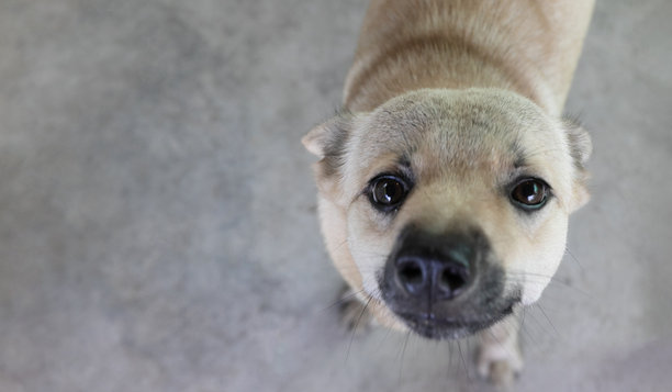 从上方拍摄的可爱棕灰色狗狗的特写照片，3岁，旁边留有设计空间。图片下载